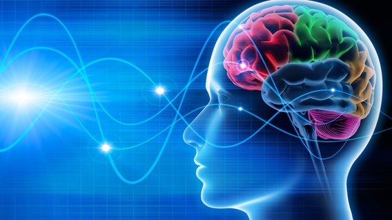 Ein transparenter menschlicher Kopf mit farbig gekennzeichneten Gehirnarealen und Wellenlinien. © fotolia.com Foto: psdesign1