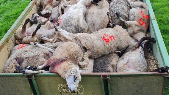 Mehrere tote Schafe liegen in einem Anhänger. Sie sollen bei Gräpel (Landkreis Stade) durch einen Wolf oder Wölfe gerissen worden sein. © Kreisjägerschaft Stade 