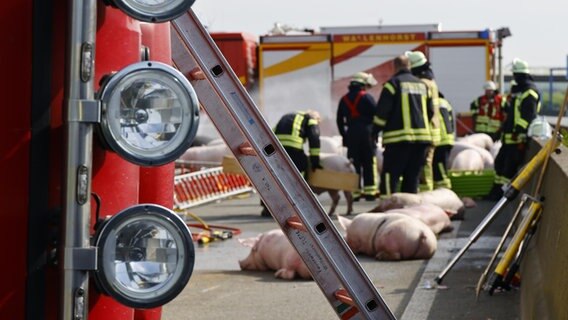 Auf der A1 nahe Osnabrück ist ein Schweinetransporter umgekippt. Schweine liegen auf dem Boden. Die Feuerwehr ist im Einsatz. © Nord-West-Media TV 