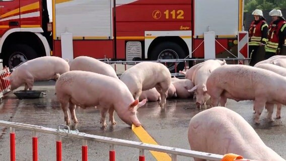 Schweine stehen nach einem Unfall auf der A1. © Nord-West-Media TV 