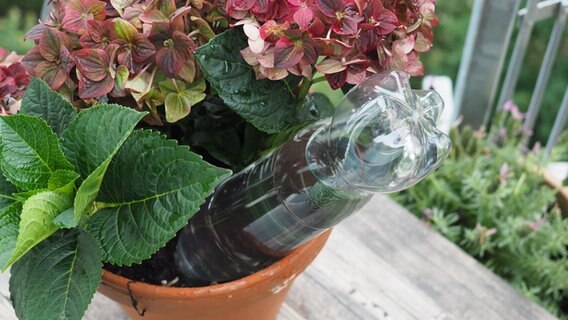 Eine Wasserflasche steckt mit der Öffnung in einem bepflanztem Topf. © NDR Foto: Anja Deuble