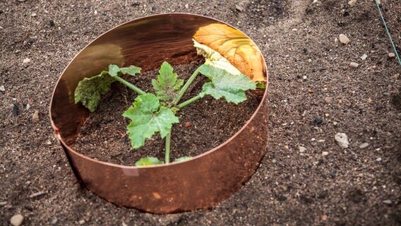 Ein Schneckenring aus Kupfer umhüllt eine Zucchini © NDR Foto: Udo Tanske