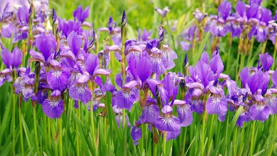 Ein Iris-Blütenmeer © pavlobaliukh / fotolia Foto: pavlobaliukh
